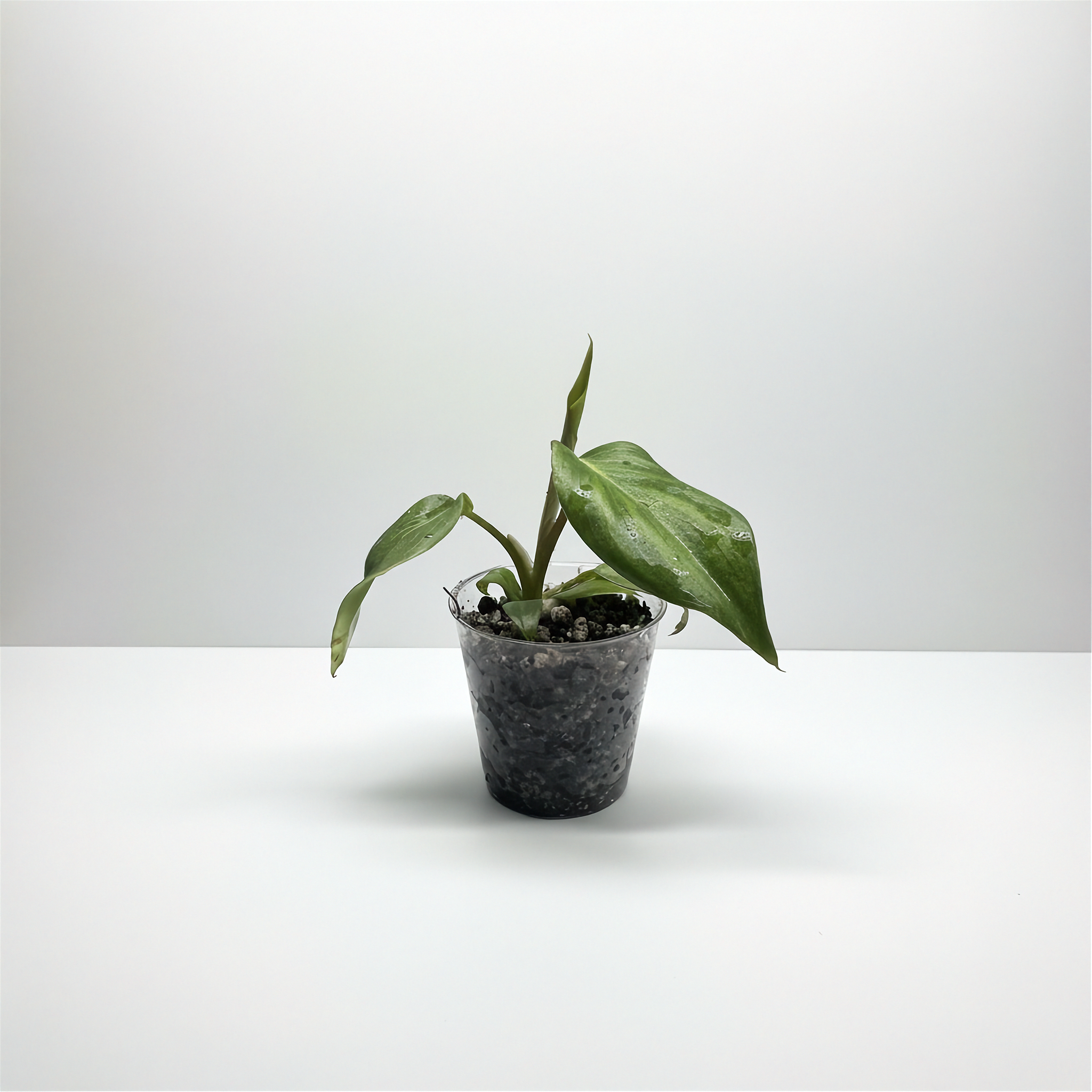 Philodendron McDowell