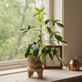 Philodendron Florida Beauty Variegated