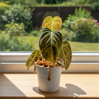 Philodendron Melanochrysum Variegated