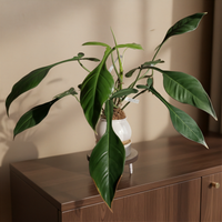 Philodendron Joepii