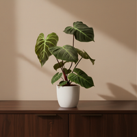 Philodendron El Choco Red