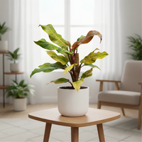 Philodendron Orange Marmalade