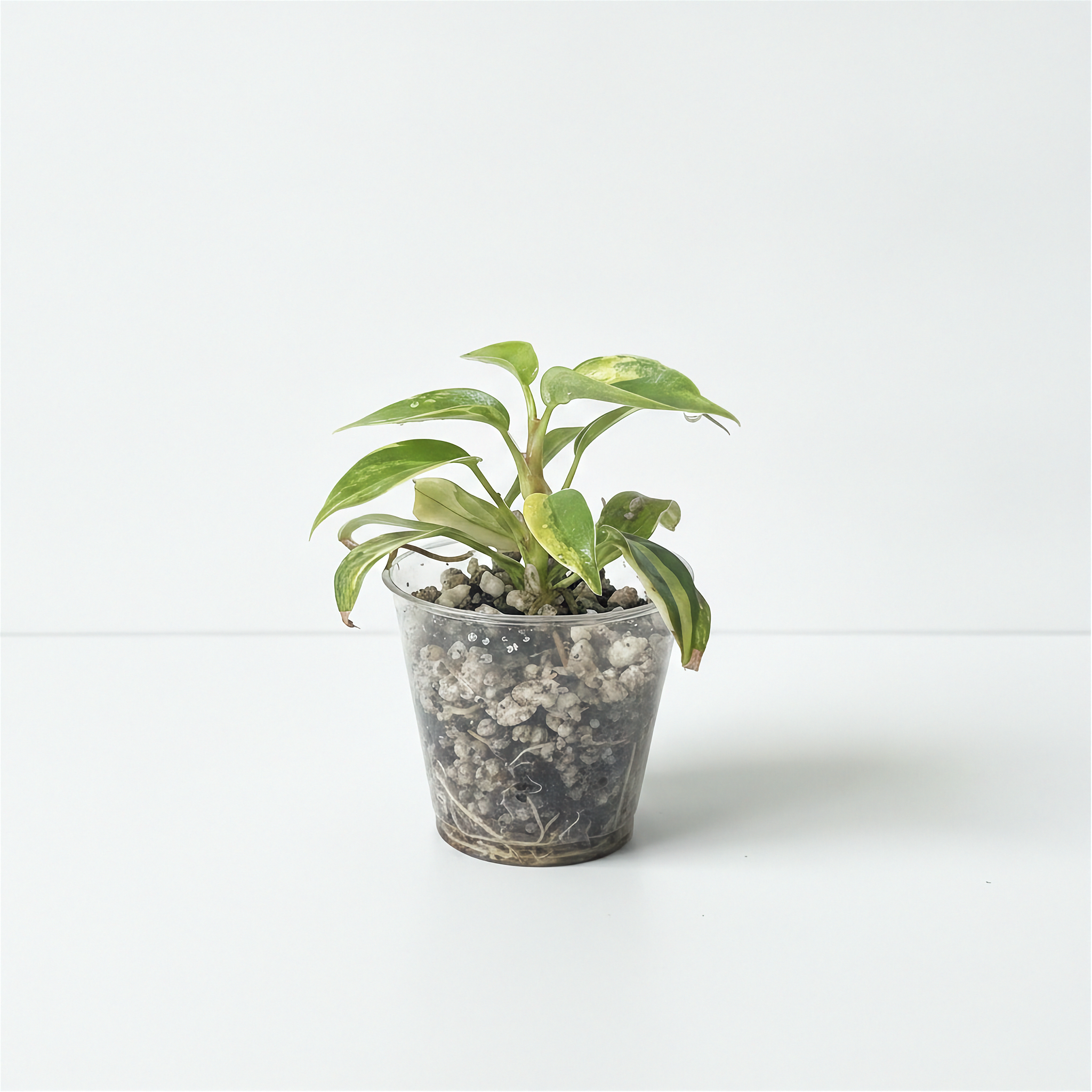 Philodendron Florida Beauty Variegated mature plant