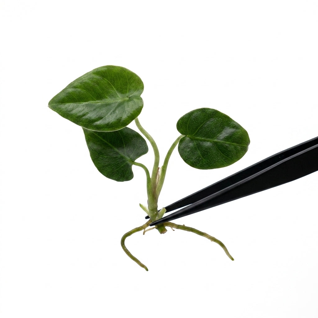 Anthurium Forgetii tissue culture plantlet held with black tweezers on a white background