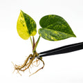 Anthurium Forgetii Variegated tissue culture plantlet held with black tweezers on a white background