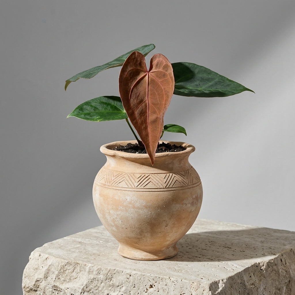 Mature Anthurium KOS Hybrid x Crystallinum Crackin Veins in an antiqued terracotta urn on a stone pedestal