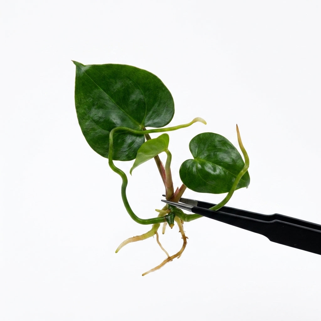 Anthurium KOS Hybrid x Crystallinum Crackin Veins tissue culture plantlet held with black tweezers on a white background