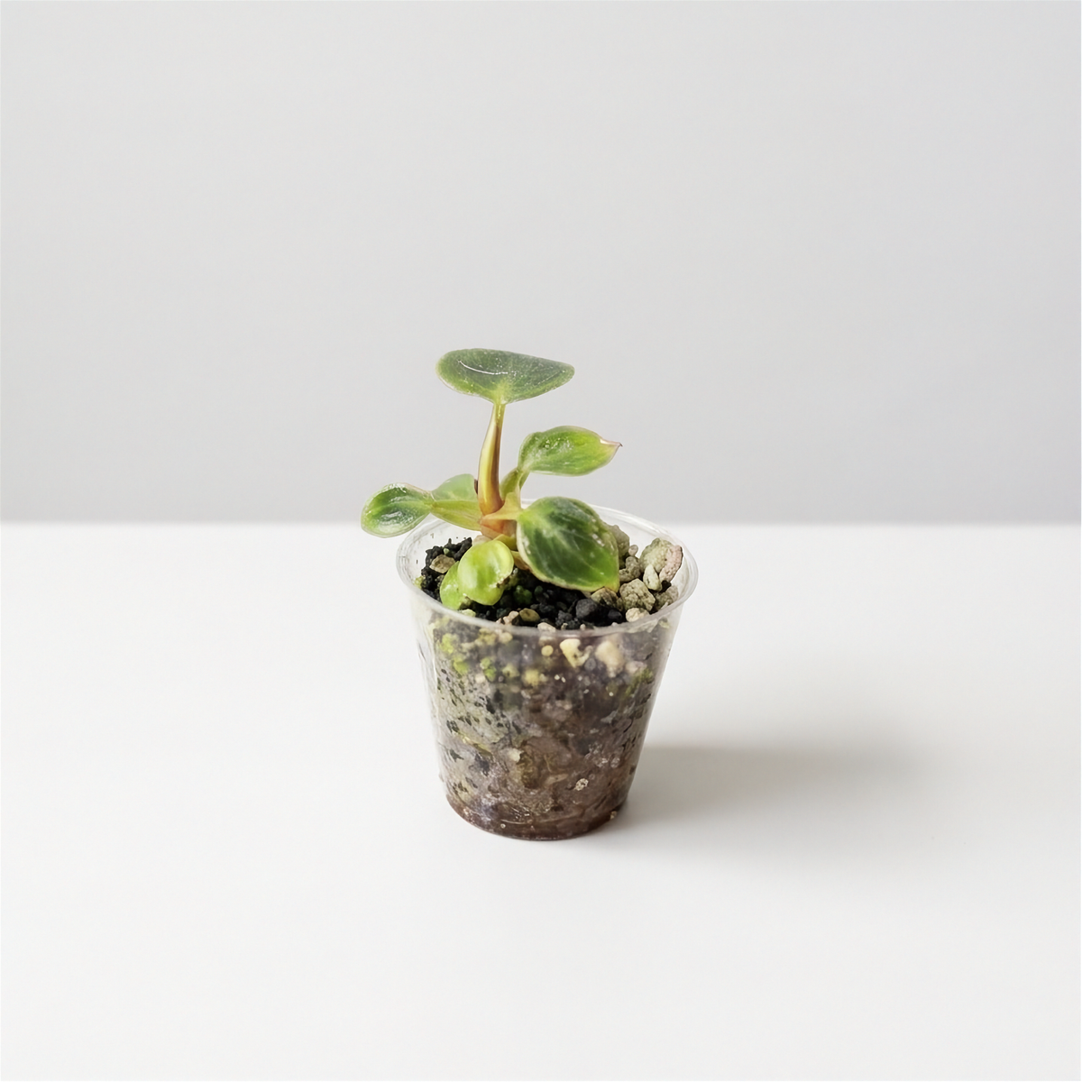 Philodendron El Choco Red acclimated plant in a clear cup