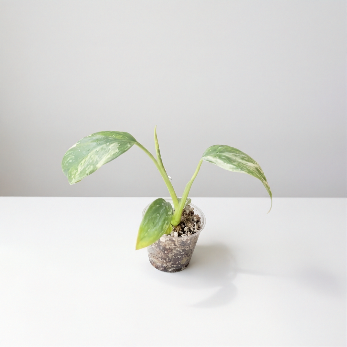 Philodendron Giganteum Blizzard acclimated plant in a clear cup