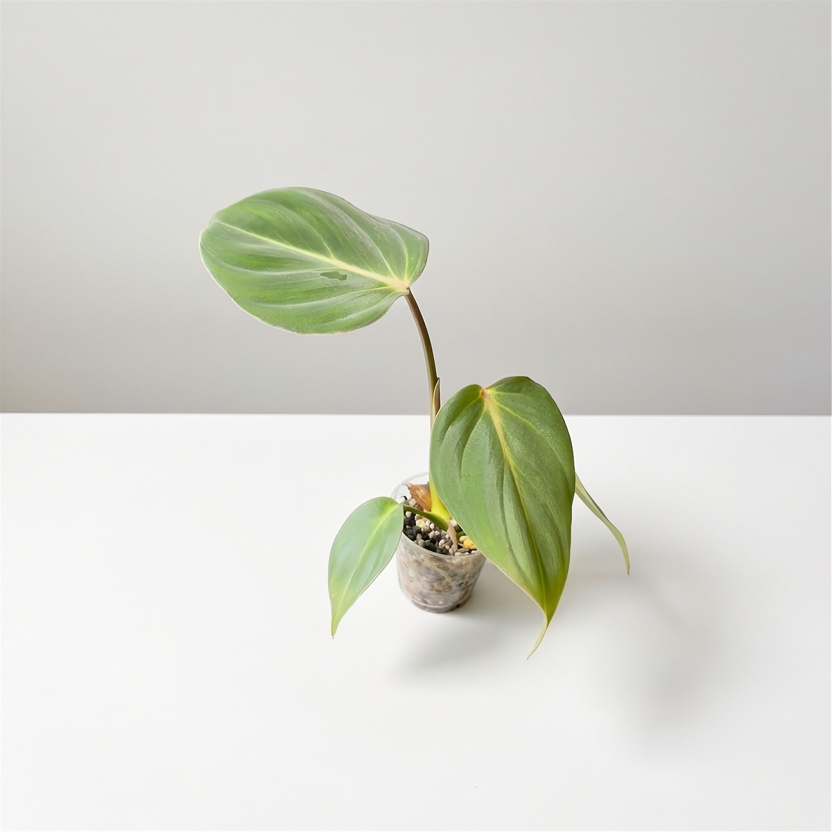 Philodendron Gloriosum Dark Form acclimated plant in a clear cup