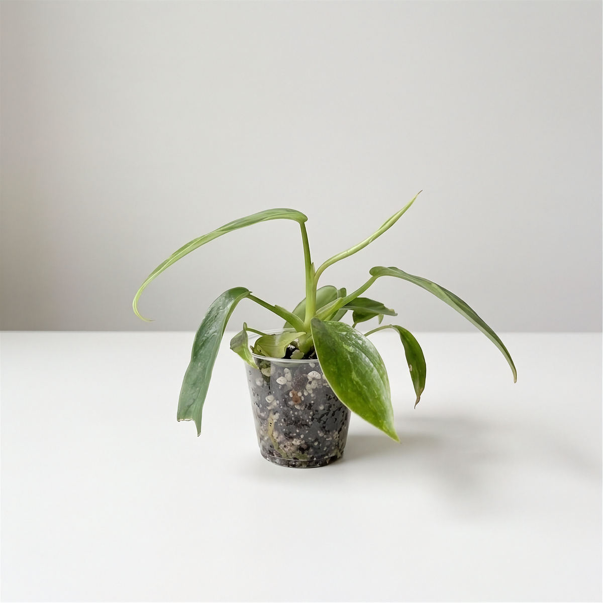 Rhaphidophora Puberula Variegated acclimated plant in a clear cup