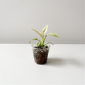 Spathiphyllum Sensation Albo Variegated Peace Lily acclimated plant in a clear cup