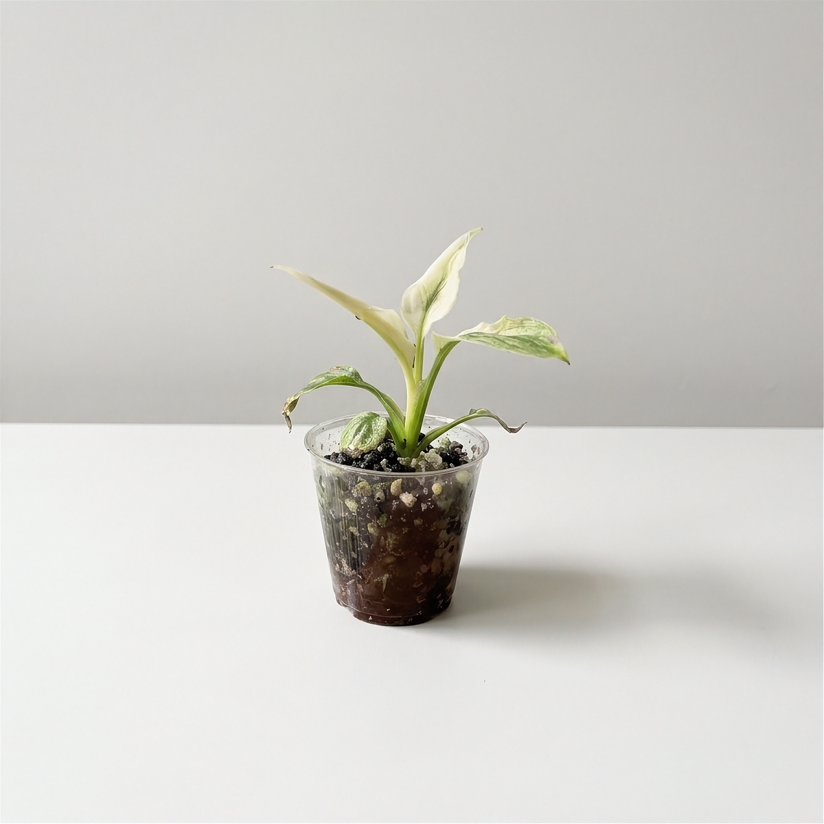 Spathiphyllum Sensation Albo Variegated Peace Lily acclimated plant in a clear cup